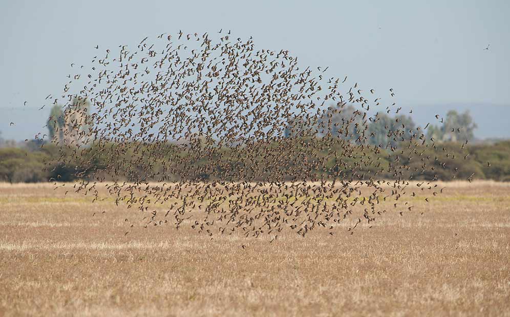 Red-billed Quelea flock in flight